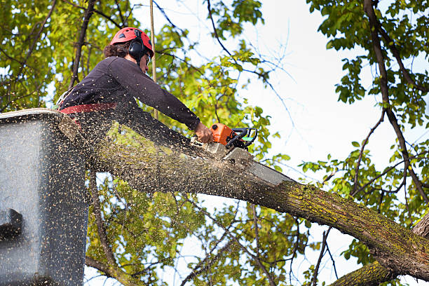  Hastings On Hudson, NY Tree Removal Pros